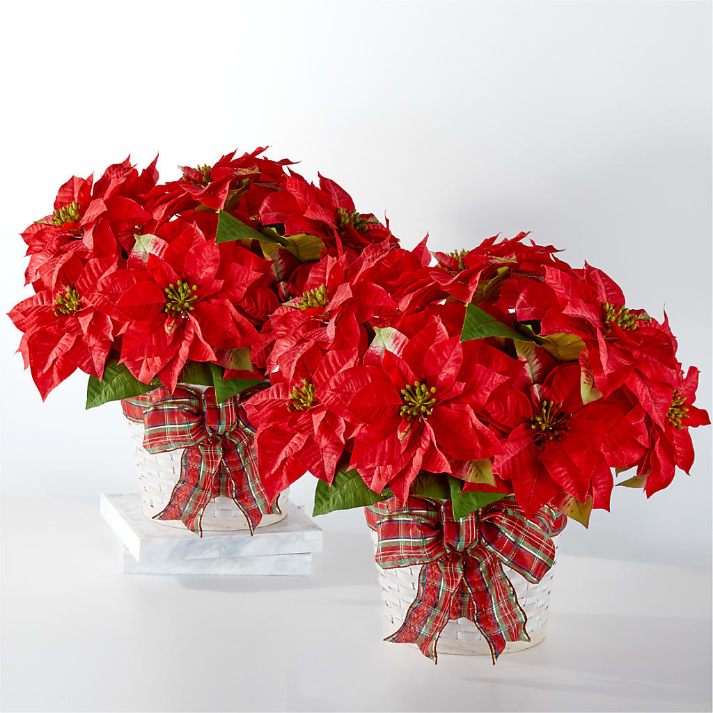 Happiest Holidays Poinsettia Bundle – Halstead Floral At The Plaza, Halstead KS