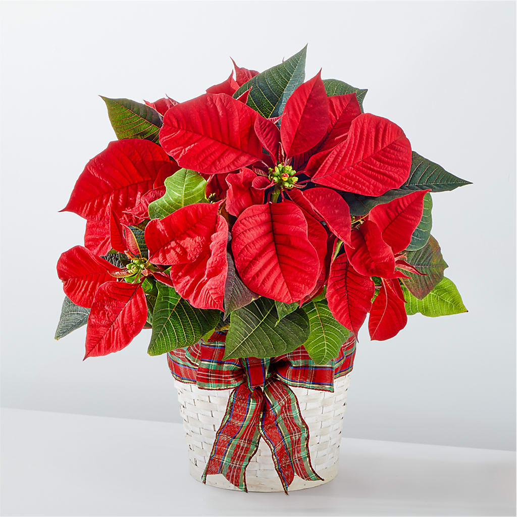 Happiest Holidays Poinsettia – Halstead Floral At The Plaza, Halstead KS