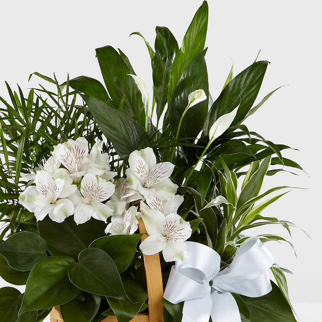 Peace & Serenity Dishgarden – Halstead Floral At The Plaza, Halstead KS