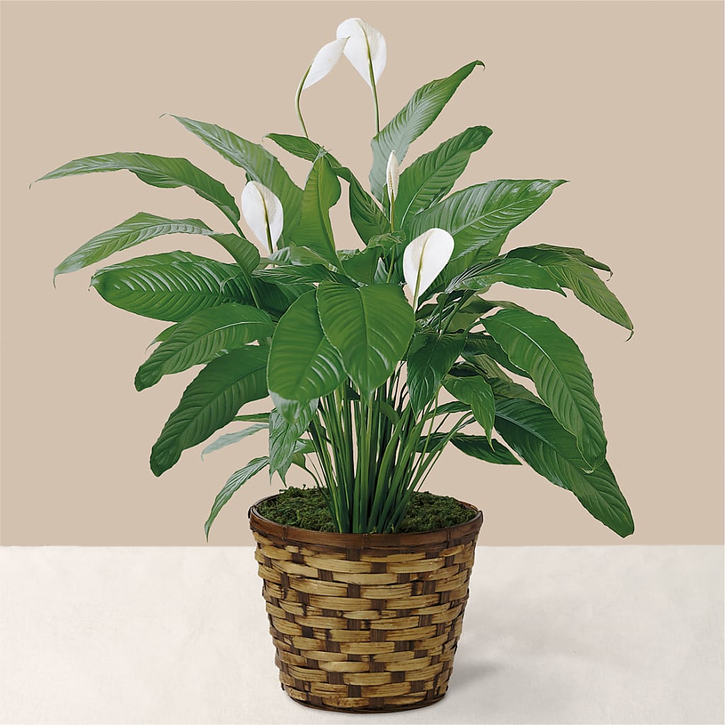 Tranquil Moments Peace Lily Plant – Halstead Floral At The Plaza, Halstead KS