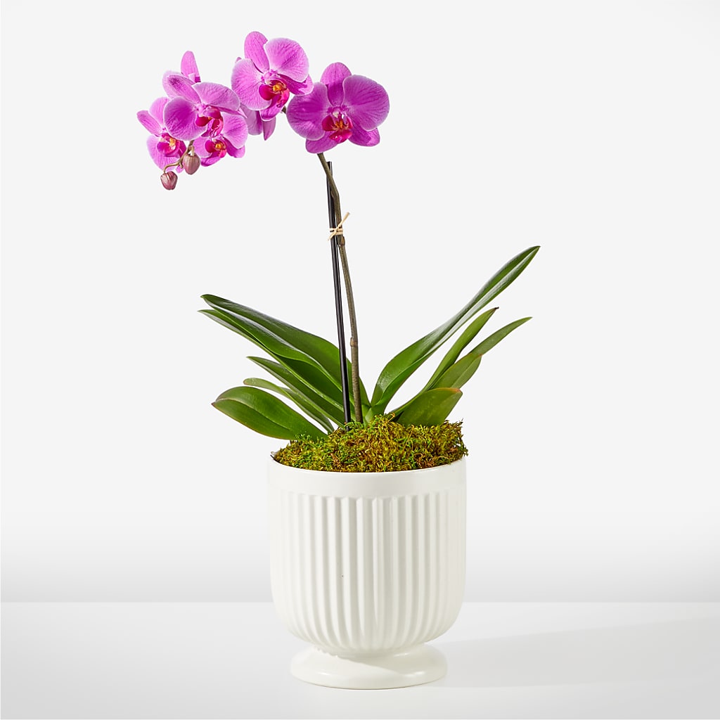 Friendly Fuchsia Orchid – Halstead Floral At The Plaza, Halstead KS