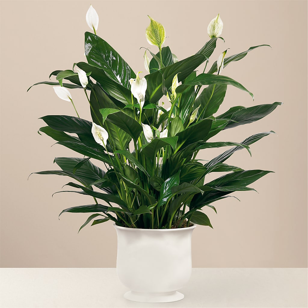 Comfort Planter – Halstead Floral At The Plaza, Halstead KS