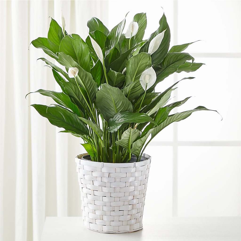 A New Leaf Peace Lily – Halstead Floral At The Plaza, Halstead KS