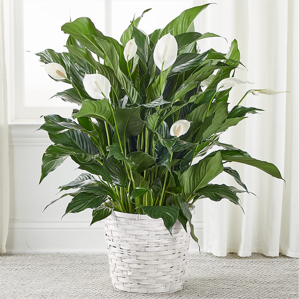A New Leaf Peace Lily – Halstead Floral At The Plaza, Halstead KS