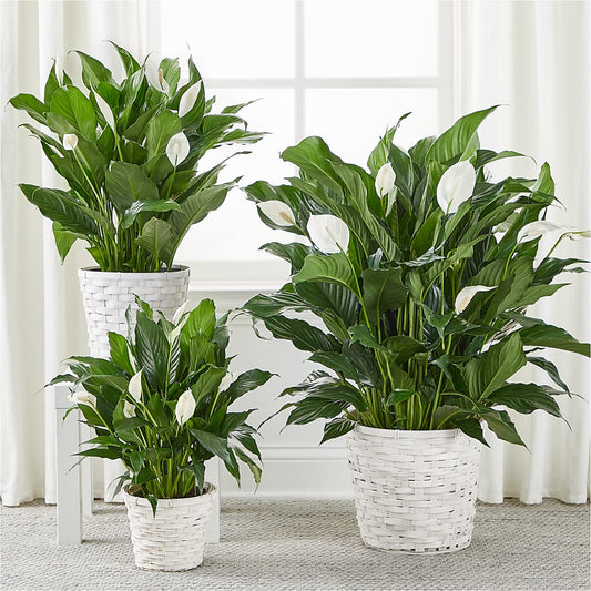 A New Leaf Peace Lily – Halstead Floral At The Plaza, Halstead KS