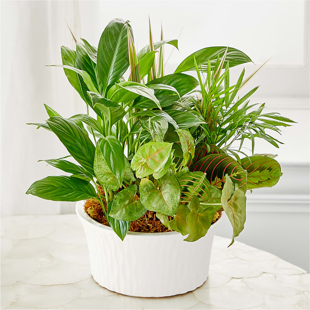 Balance & Harmony Dishgarden – Halstead Floral At The Plaza, Halstead KS