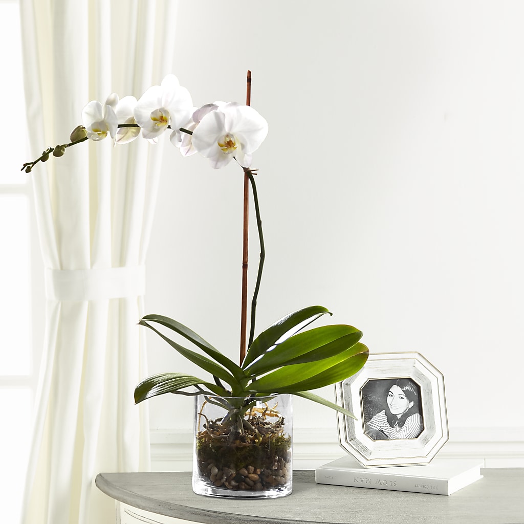 White Orchid Planter – Halstead Floral At The Plaza, Halstead KS