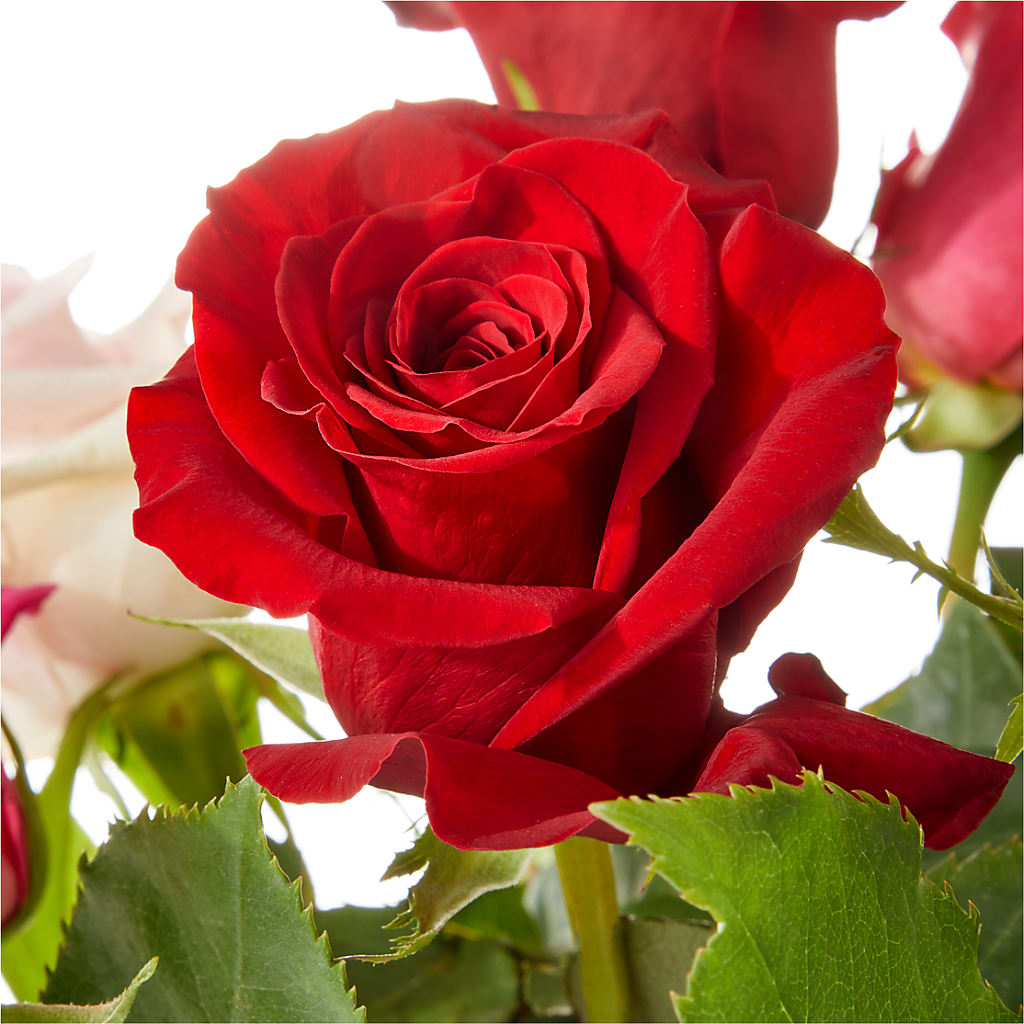 Love Notes Rose Bouquet – Halstead Floral At The Plaza, Halstead KS