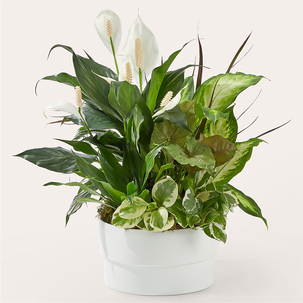 Radiating Positivity Dishgarden – Halstead Floral At The Plaza, Halstead KS