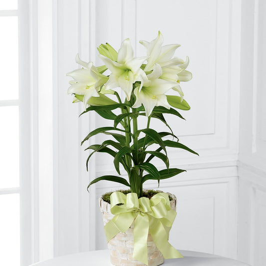 Easter Lily Plant –  Halstead Floral At The Plaza, Halstead KS