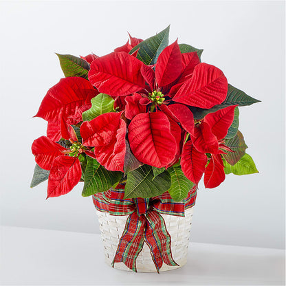 Happiest Holidays Poinsettia –  Halstead Floral At The Plaza, Halstead KS