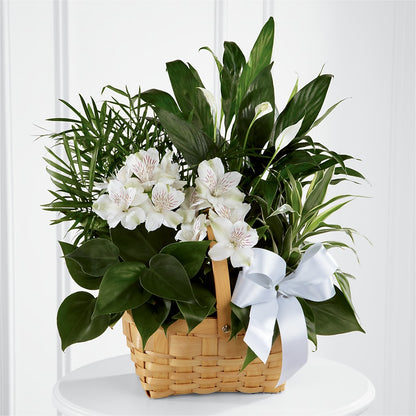 Peace & Serenity Dishgarden –  Halstead Floral At The Plaza, Halstead KS