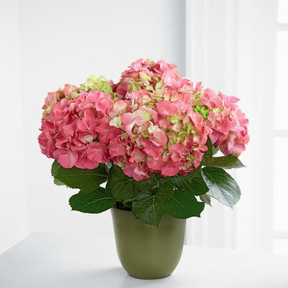 Pink Hydrangea Planter –  Halstead Floral At The Plaza, Halstead KS
