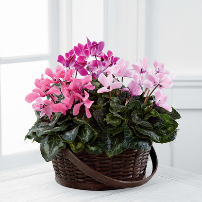 Mixed Cyclamen Planter –  Halstead Floral At The Plaza, Halstead KS