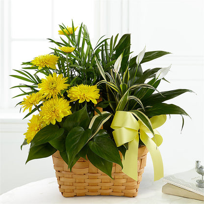 Loving Light Dishgarden –  Halstead Floral At The Plaza, Halstead KS