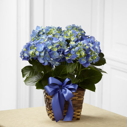 Blue Hydrangea Planter –  Halstead Floral At The Plaza, Halstead KS