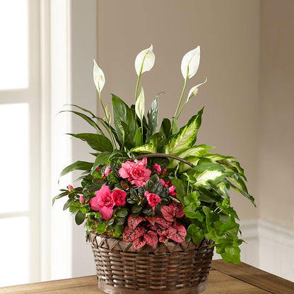 Dream in Pink Dishgarden –  Halstead Floral At The Plaza, Halstead KS