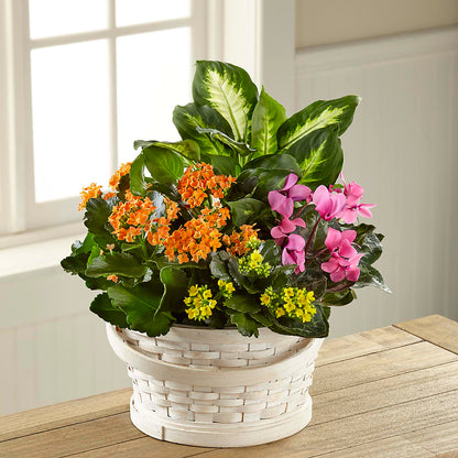 Color Crush Dishgarden –  Halstead Floral At The Plaza, Halstead KS