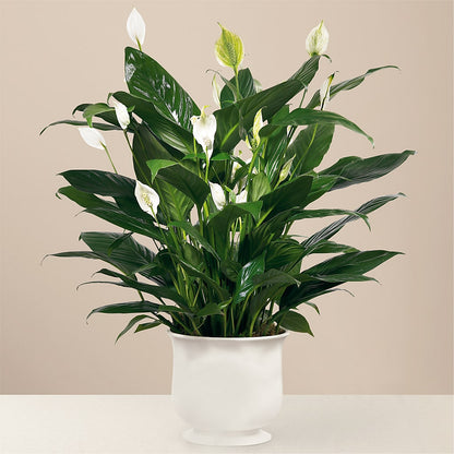 Comfort Planter –  Halstead Floral At The Plaza, Halstead KS