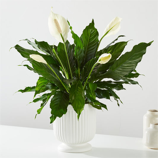 Comfort Planter –  Halstead Floral At The Plaza, Halstead KS