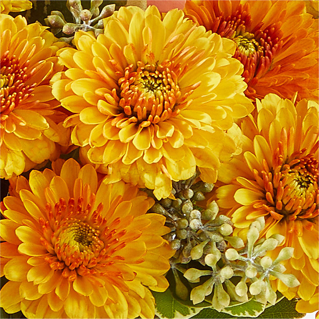 Peachy Pumpkin –  Halstead Floral At The Plaza, Halstead KS