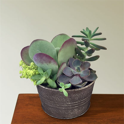 Lush Succulent Garden –  Halstead Floral At The Plaza, Halstead KS