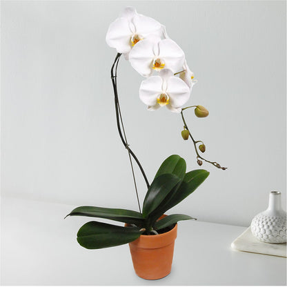 White Cascading Orchid –  Halstead Floral At The Plaza, Halstead KS