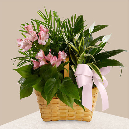 Living Spirit Dishgarden –  Halstead Floral At The Plaza, Halstead KS