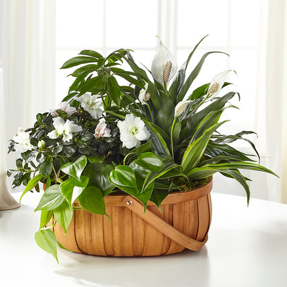 Serene Dishgarden –  Halstead Floral At The Plaza, Halstead KS