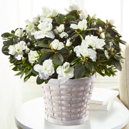White Azalea Plant –  Halstead Floral At The Plaza, Halstead KS