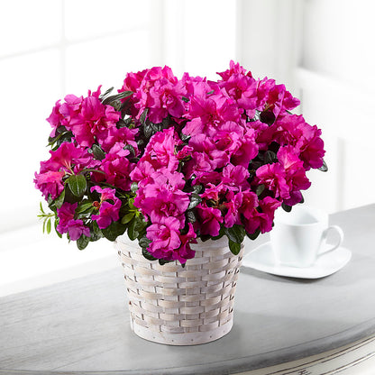 Hope & Serenity Azalea Plant –  Halstead Floral At The Plaza, Halstead KS