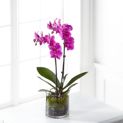 Pink Orchid Plant –  Halstead Floral At The Plaza, Halstead KS