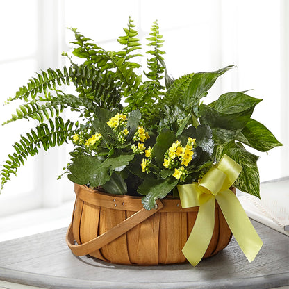 Always Dear Dishgarden –  Halstead Floral At The Plaza, Halstead KS