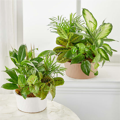 Balance & Harmony Dishgarden –  Halstead Floral At The Plaza, Halstead KS