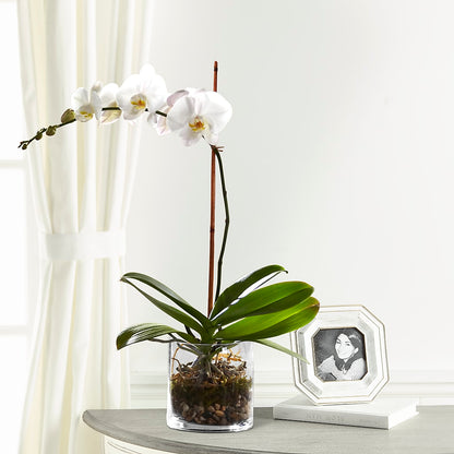 White Orchid Planter –  Halstead Floral At The Plaza, Halstead KS